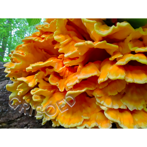 Дикорослі гриби цілі