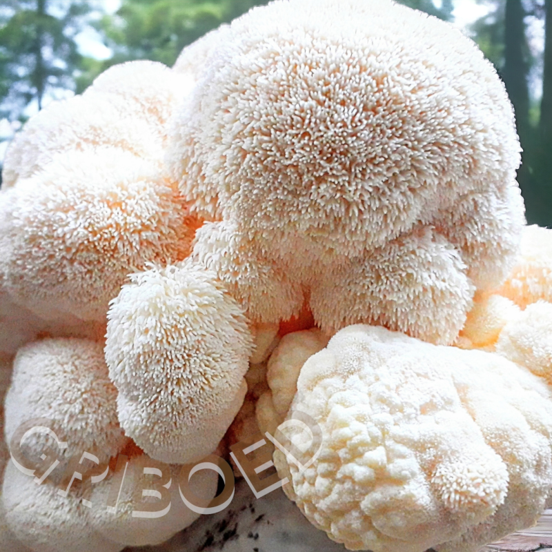 Їжовик гребінчастий (ПЛОДОВІ ТІЛА) сухий, перемелений - 400 грам.