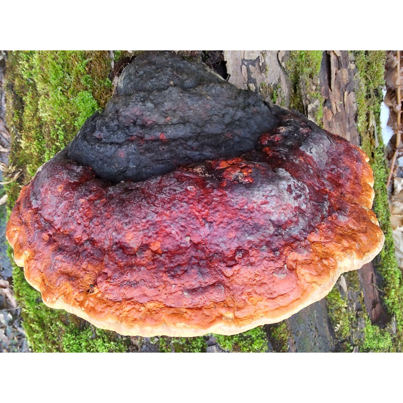 Трутовик облямований сухий цілий - 500 грам.