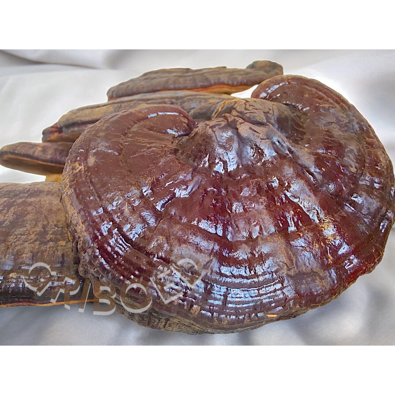 РЕЙШІ гриб сухий цілий - 50 грам. Натуральний продукт.