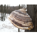 Трутовик СПРАВЖНІЙ - 100 грам. Сухий, перемелений. ЗДОРОВ“Я ВІД ПРИРОДИ!