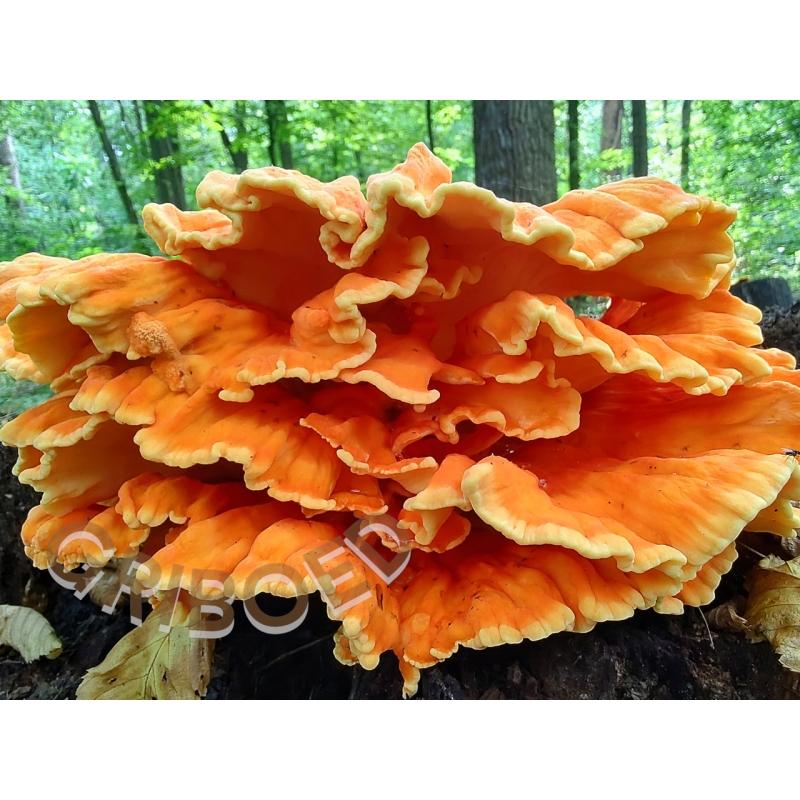 Трутовик Сірчано-жовтий ЛІКУВАЛЬНИЙ, сухий у шматочках - 250 грам.