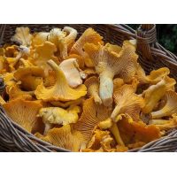 Лисичка суха, перемелена на порошок - 100 грам.
