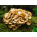 Гриб Мейтаке - 200 грам. Плодові тіла в перемеленому вигляді. ПОТУЖНА ЛІКУВАЛЬНА ДІЯ!