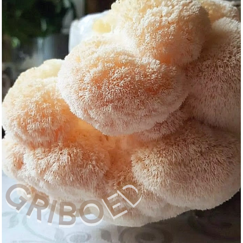 Їжовик гребінчастий сухий, перемелений - 150 грам.